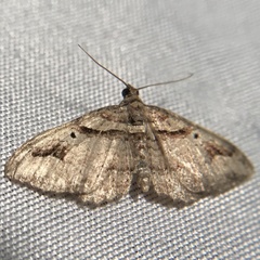 Costaconvexa