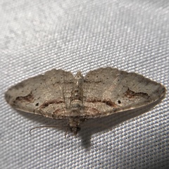 Costaconvexa