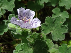 Geranium renardii