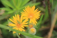 Asteroideae