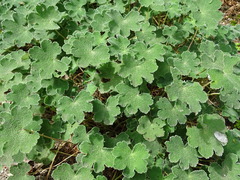 Geranium renardii