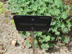 Geranium renardii