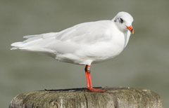 Ichthyaetus melanocephalus