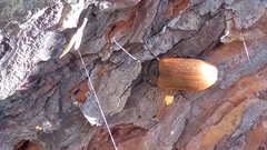 Pseudocistela ceramboides