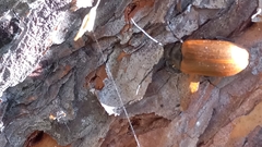 Pseudocistela ceramboides