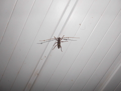 Ambonus distinctus