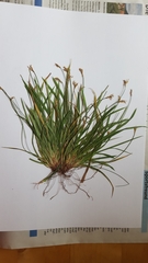 Carex ornithopoda