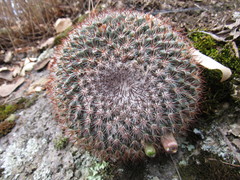 Mammillaria rhodantha