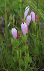 Spigelia