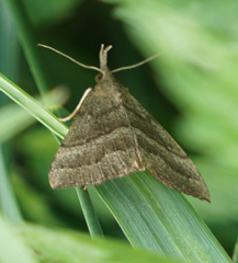 Hypena atomaria