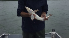 Acipenser fulvescens