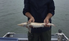 Acipenser fulvescens