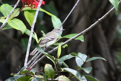 Nesotriccus incomtus