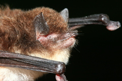 Thyroptera tricolor
