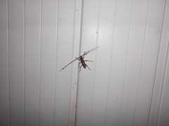 Ambonus distinctus