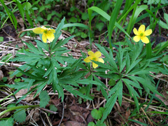 Anemonoides uralensis