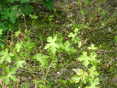 Geranium platypetalum