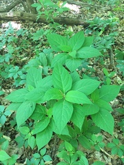 Collinsonia canadensis