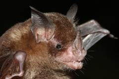 Trinycteris nicefori