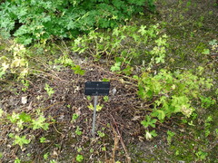 Geranium platypetalum