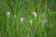 Spigelia