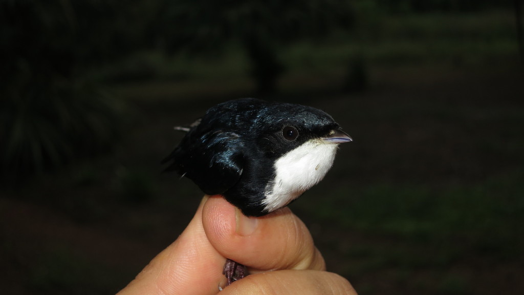 White-Throated Manakin