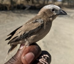 Pseudonigrita arnaudi