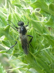 Bibio albipennis