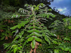 Bencomia