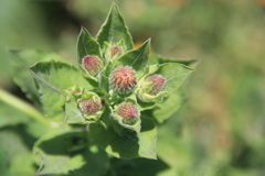 Asteroideae
