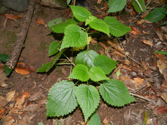 Urtica morifolia