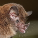 Chestnut Long-tongued Bat - Photo (c) Manuel Ruedi, some rights reserved (CC BY-NC), uploaded by Manuel Ruedi