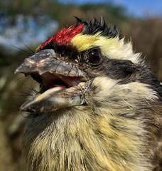 Pogoniulus pusillus