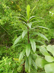 Digitalis chalcantha