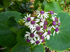 Pericallis webbii
