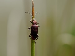 Plateumaris discolor