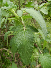 Scrophularia calliantha