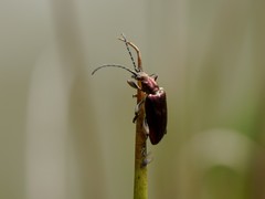 Plateumaris discolor