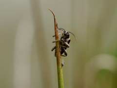 Plateumaris discolor