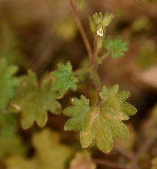 Phacelia rotundifolia