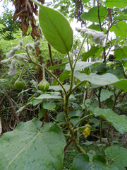 Solanum lidii