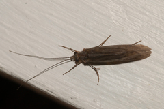 Annulipalpia
