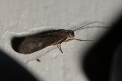 Annulipalpia