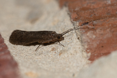 Annulipalpia