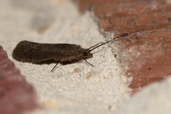 Annulipalpia