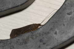 Annulipalpia