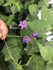 Solanum dulcamara