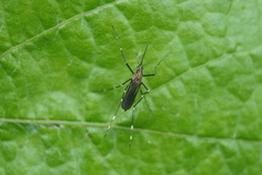 Ochlerotatus