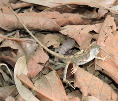 Sitana