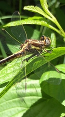 Phanogomphus spicatus